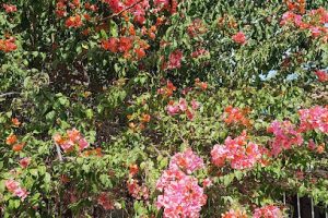 El Circuito en Chetumal